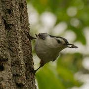 16th May 2021 - white-breasted nuthatch with seed