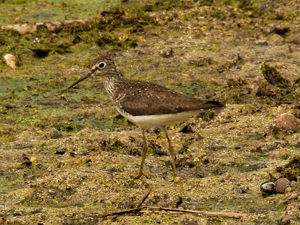 solitary sandpiper by rminer