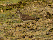 16th May 2021 - solitary sandpiper