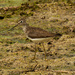 solitary sandpiper by rminer