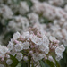 Mountain Laurel by timerskine
