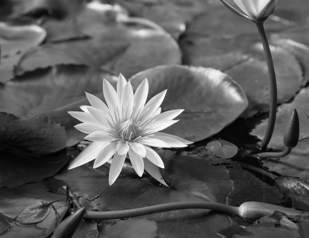 Water lily in mono by brigette