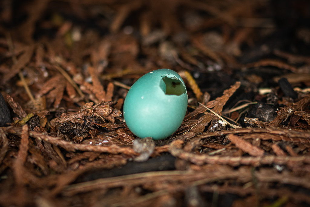 Robin's Egg by swchappell