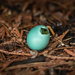 Robin's Egg by swchappell