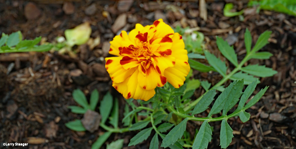 French marigold by larrysphotos