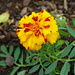 French marigold by larrysphotos