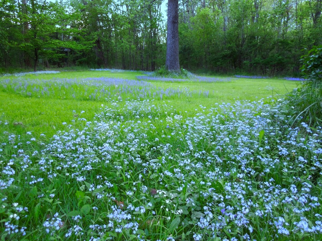5-16-21 field of forget-me-nots by bkp