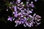 16th May 2021 - Lilacs blooming