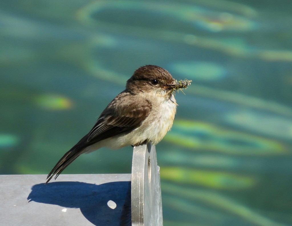 Eastern Phoebe by frantackaberry