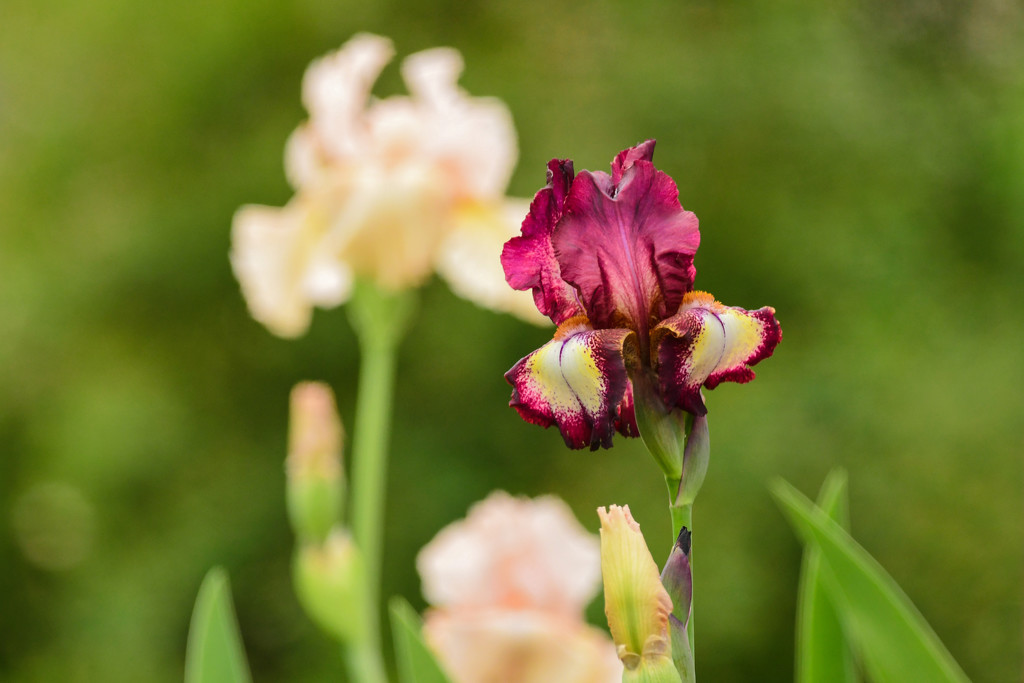 Irises in My Front Yard by kareenking