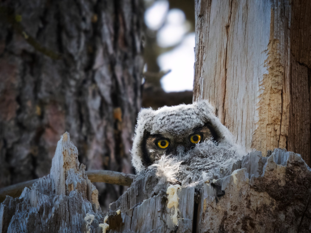 Great Horned Owl Chick by teriyakih