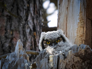 16th May 2021 - Great Horned Owl Chick