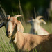 Three Goats by kareenking