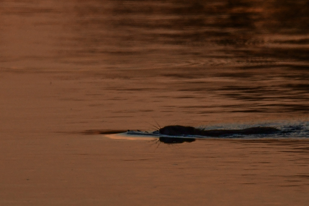 River Otter at Dusk by kareenking