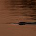 River Otter at Dusk by kareenking