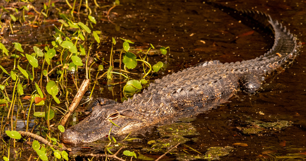 Alligator Next to the Water's Edge! by rickster549
