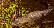 16th May 2021 - Alligator Next to the Water's Edge!