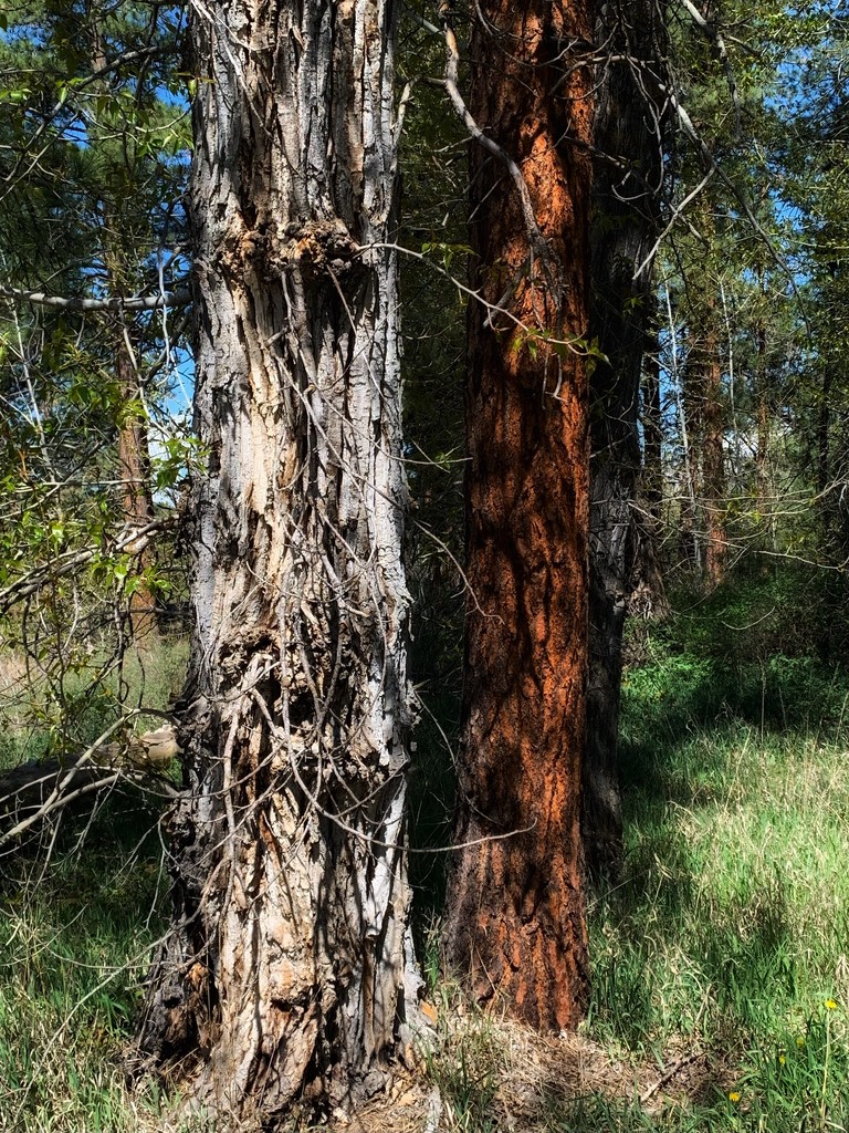 Montana trees  by louannwarren