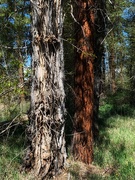 16th May 2021 - Montana trees 