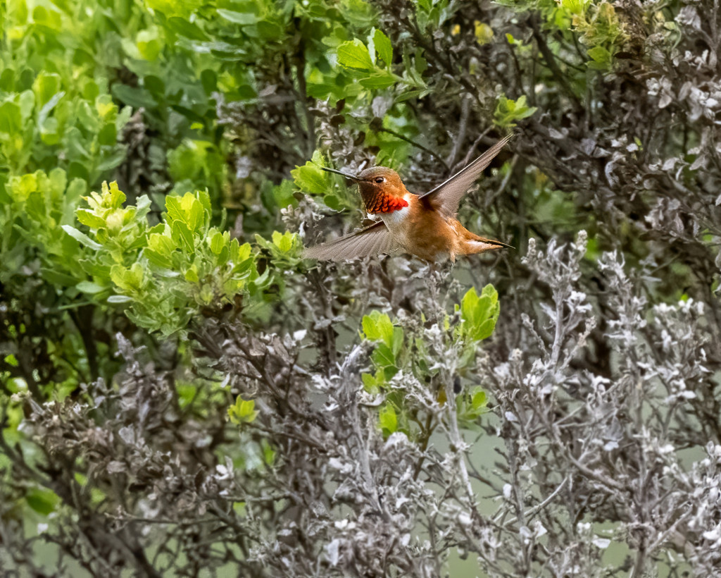 Allen's Hummingbird on the go by nicoleweg