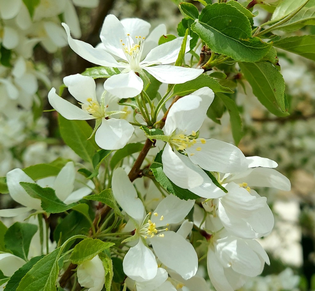 Flowering  Hawthorne Tree by harbie