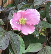 13th May 2021 - Raindrops on Clematis....