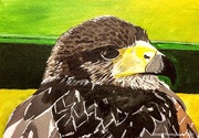 17th May 2021 - Bird of prey (painting)