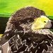 Bird of prey (painting) by stuart46