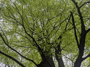 15th May 2021 - Into The Canopy