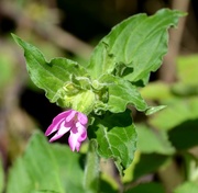 16th May 2021 - Red Campion
