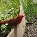 Cardinal by bruni