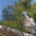 Wood pigeon  by rosiekind