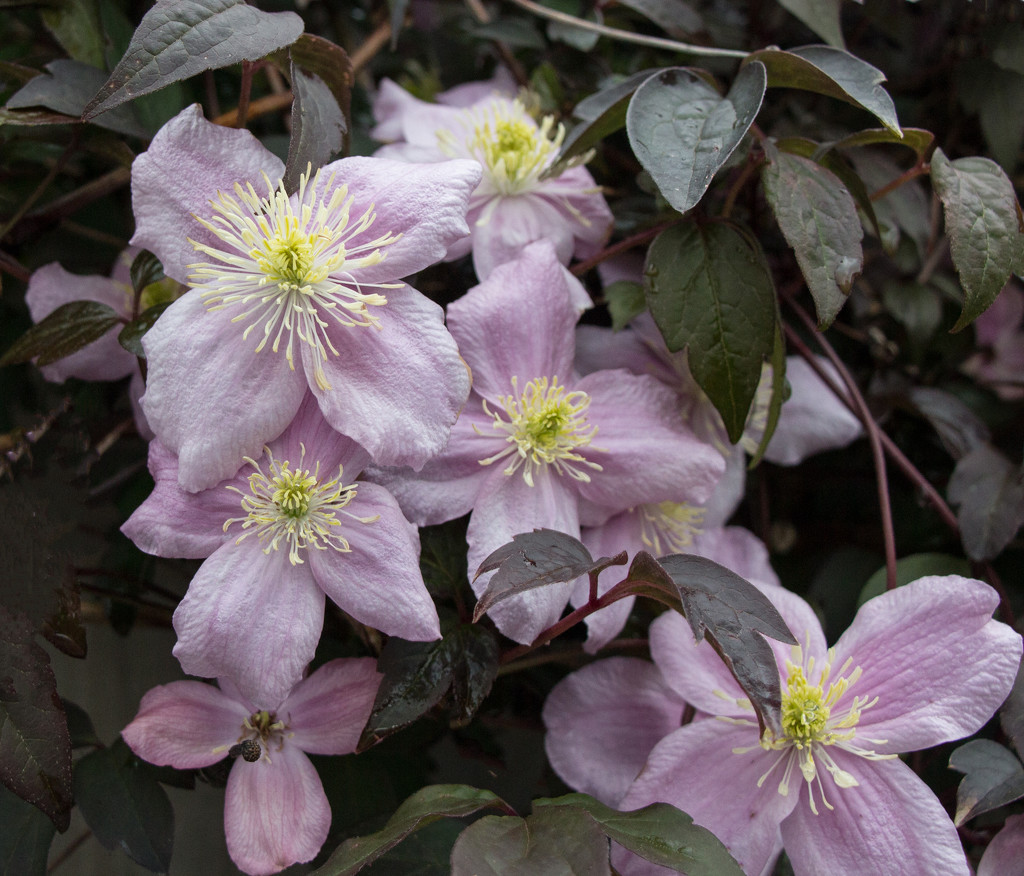 Clematis after the rain by busylady