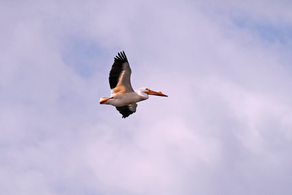 White Pelican by tosee