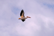 15th May 2021 - White Pelican