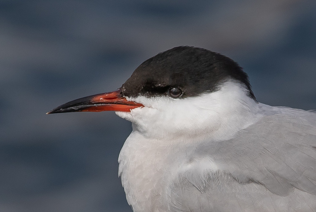 Common Tern by lifeat60degrees