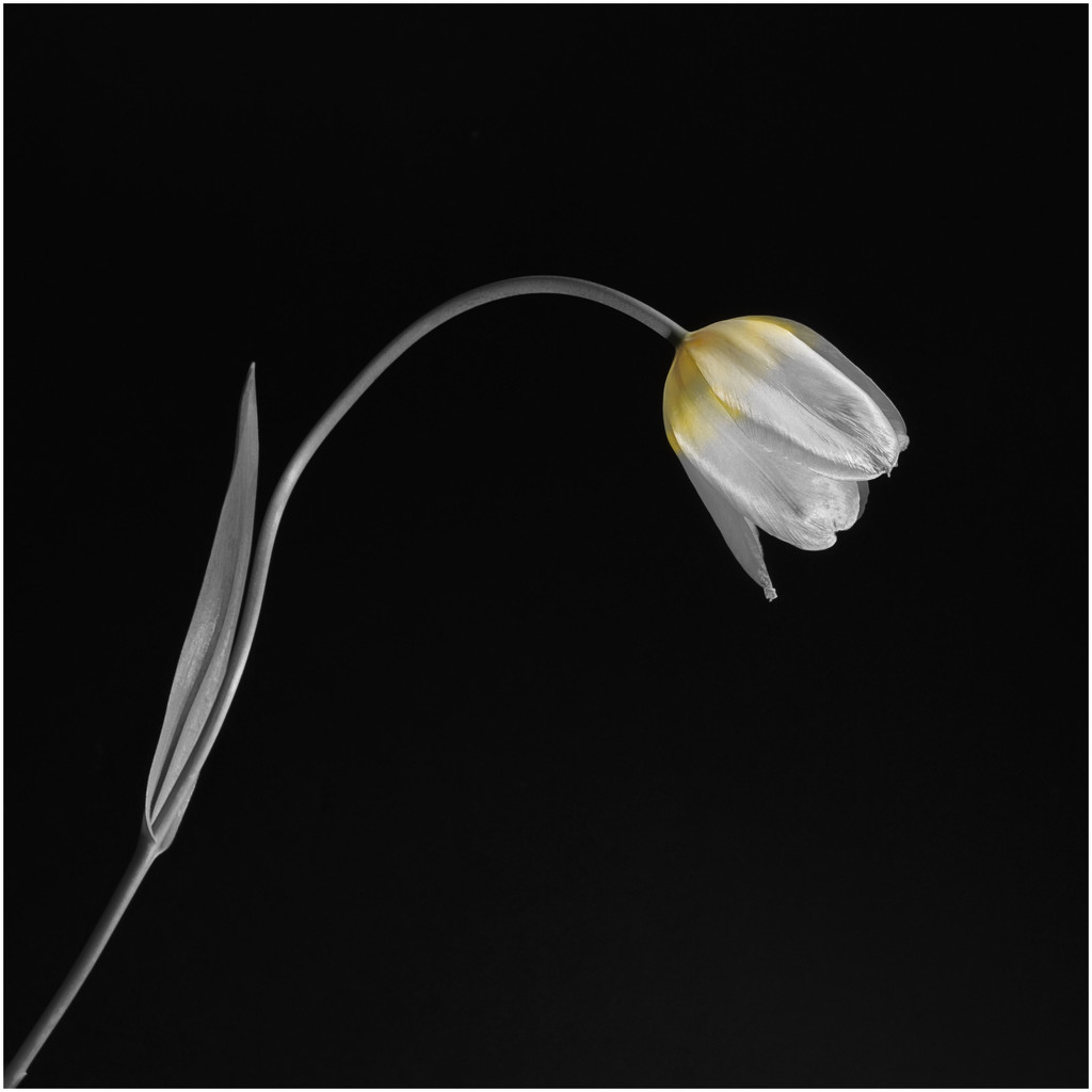 Tulip from garden by jon_lip