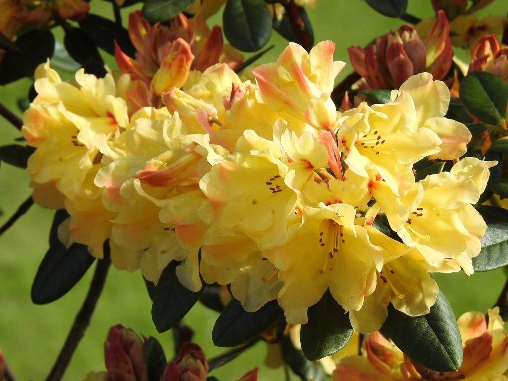  Rhododendron in the Garden 3  by susiemc