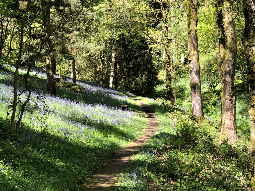 Bluebells in Park Wood, Hergest Croft Gardens  by susiemc