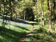17th May 2021 -  Bluebells in Park Wood, Hergest Croft Gardens 