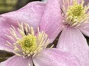 17th May 2021 - Clematis Flowers