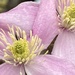 Clematis Flowers by cataylor41