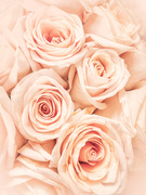 17th May 2021 - soft roses