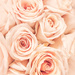 soft roses by jernst1779