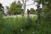 14th May 2021 - The churchyard at St Mary's, Merton