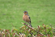17th May 2021 - lovely little singing chaffinch