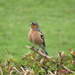 lovely little singing chaffinch by anniesue