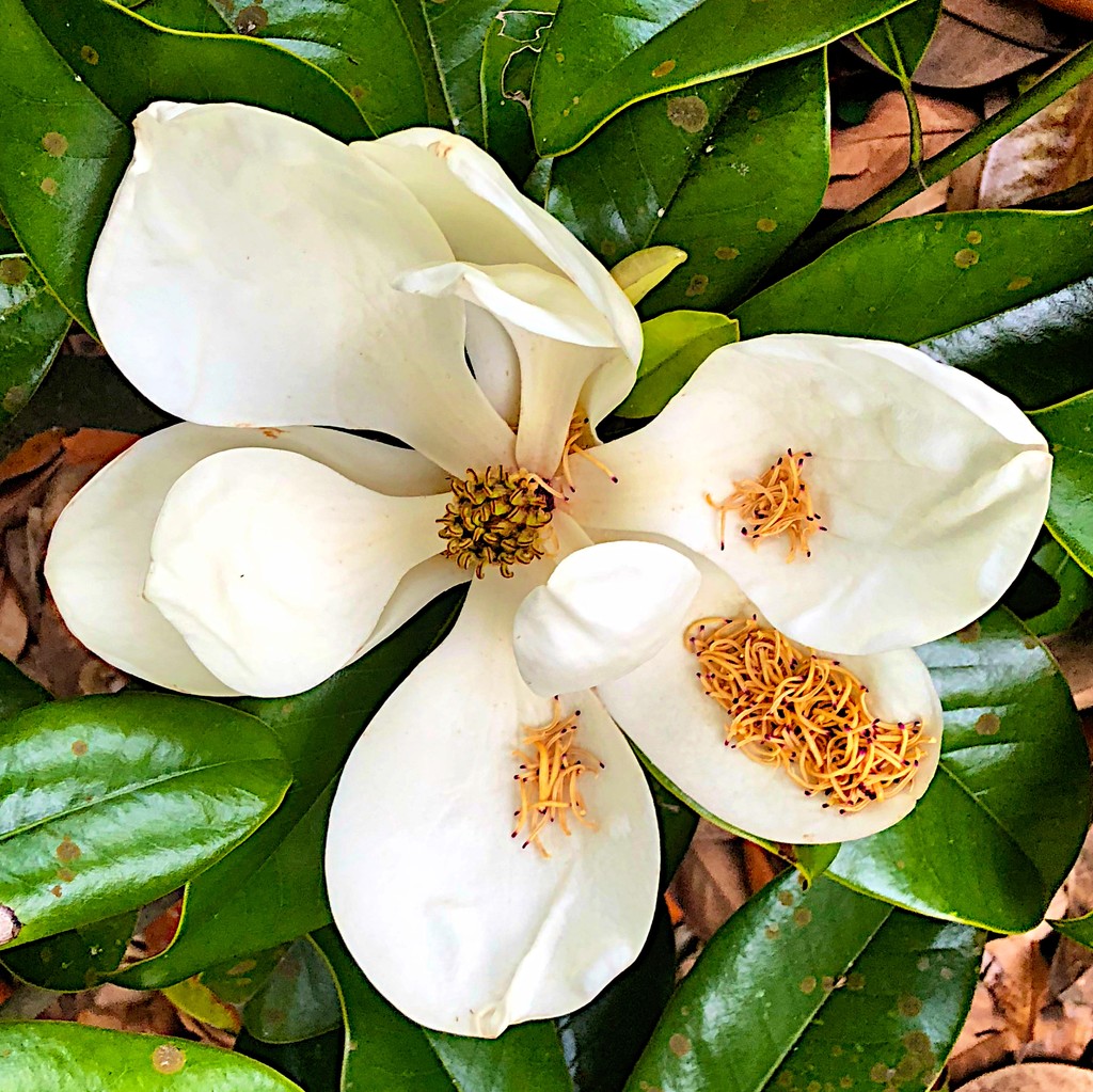 Magnolia blossom.  Has one of the sweetest fragrances in Nature!  by congaree