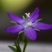 My 22nd wildflower find of spring - Oh, Venus... by marlboromaam