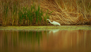 17th May 2021 - great egret with reflection